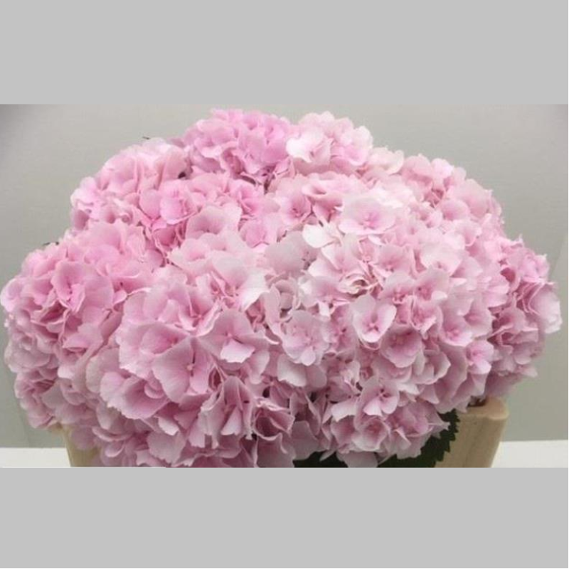 Hortensia Roz, Pachet (10 buc.)